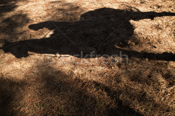 Shade projected by a horse Stock photo © Fotografiche