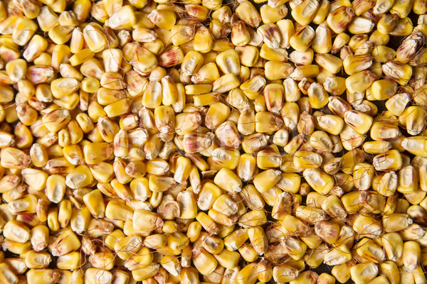 бобов сушат кукурузы готовый продовольствие фермы Сток-фото © Fotografiche