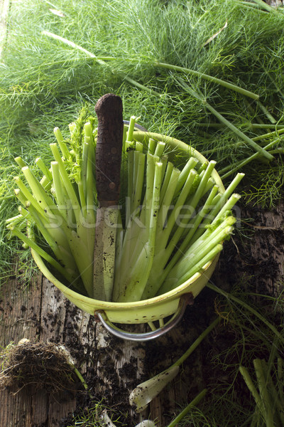 フェンネル 準備 クリーン 食品 緑 ストックフォト © Fotografiche