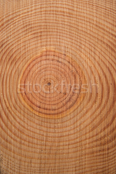 Stock photo: The rings of the pine tree