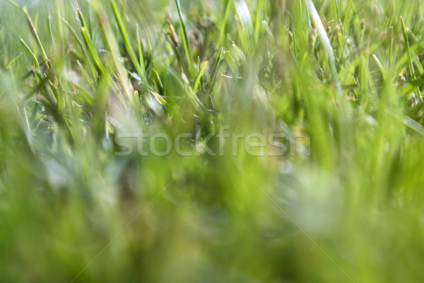 Fresh green grass Stock photo © Fotografiche