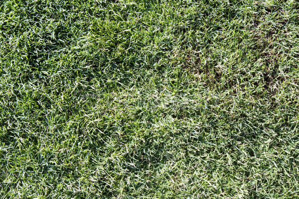 Pelouse herbe verte particulier ligne herbe résumé [[stock_photo]] © Fotografiche