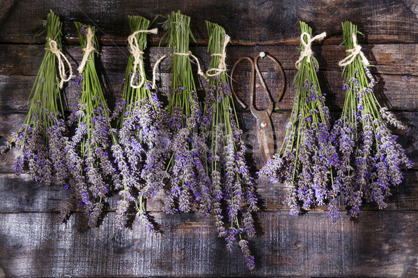 Stock photo: Bunch of lavender flowers