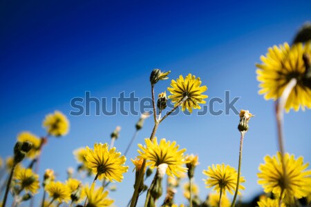 The yellow dandelion flower Stock photo © Fotografiche