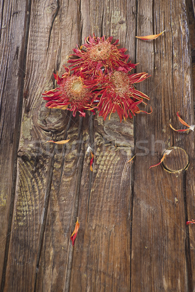 小 乾燥 花卉 花 橙 自然 商業照片 © Fotografiche