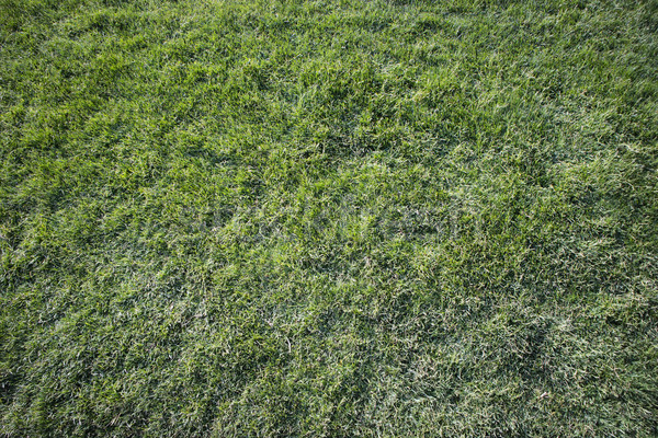 Lawn with green grass Stock photo © Fotografiche