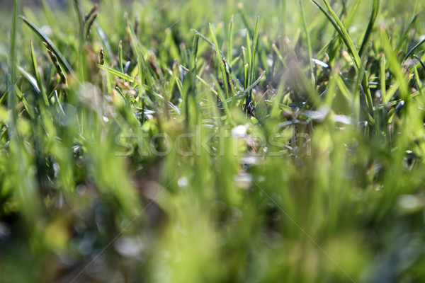 Fraîches herbe verte particulier été saison printemps [[stock_photo]] © Fotografiche