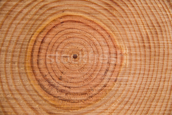 The rings of the pine tree Stock photo © Fotografiche