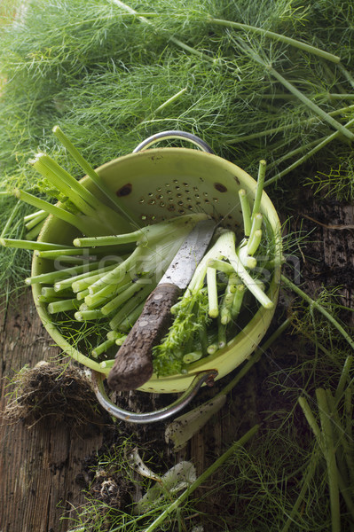 Foto d'archivio: Selvatico · finocchio · preparazione · clean · alimentare · verde