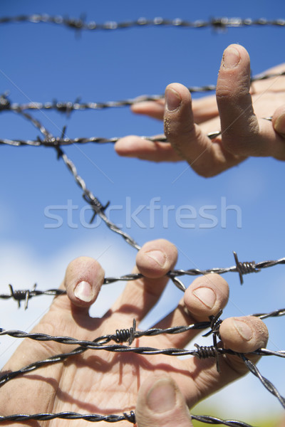 Hands in barbed wire Stock photo © Fotografiche