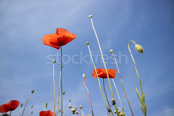 The poppy flower Stock photo © Fotografiche