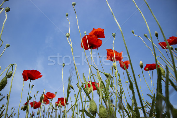 The poppy flower Stock photo © Fotografiche