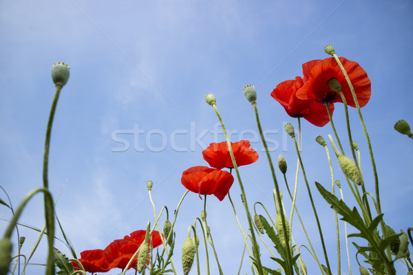 The poppy flower Stock photo © Fotografiche