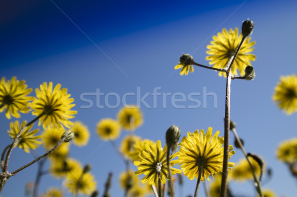 The yellow dandelion flower Stock photo © Fotografiche