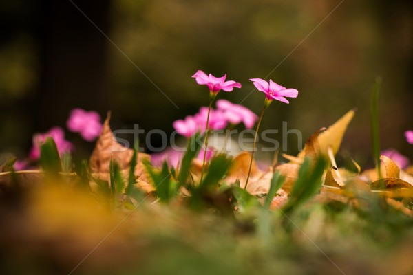 Oxalis rubra flower between autumn leaves Stock photo © fotoquique