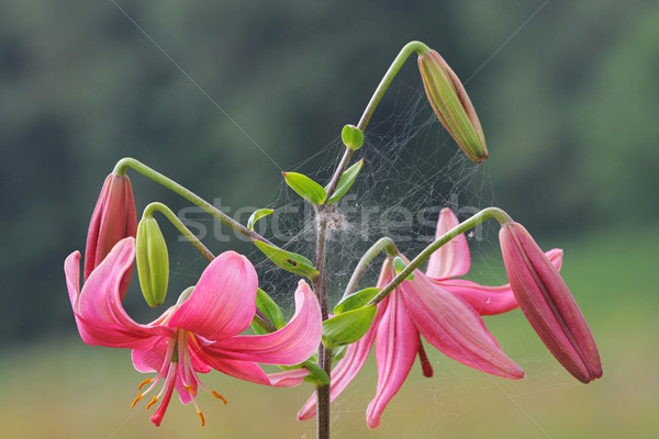 Stock photo: Pink lilly