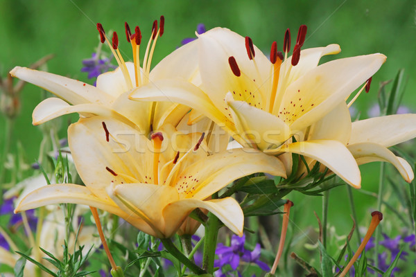 Stock photo: Beige lilly