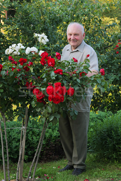 Grower of roses Stock photo © fotorobs