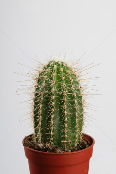 Cactus in crock Stock photo © fotorobs