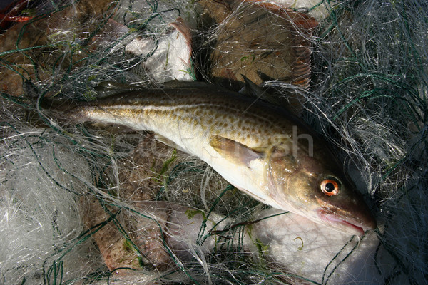 Baltic sea cod. Stock photo © fotorobs