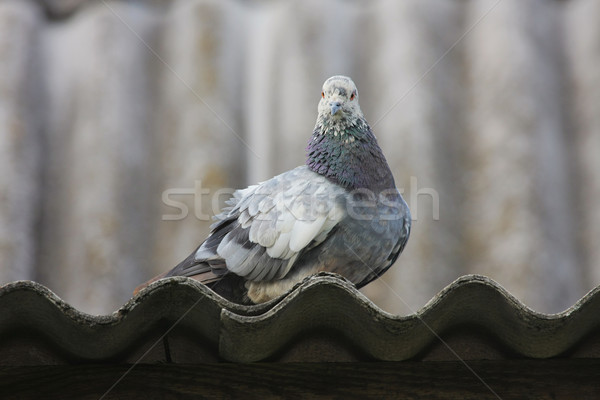 Pigeon on the roof. Stock photo © fotorobs
