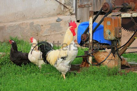 Rural landscape with farm animals. Stock photo © fotorobs