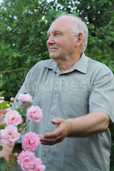 Grower of roses Stock photo © fotorobs