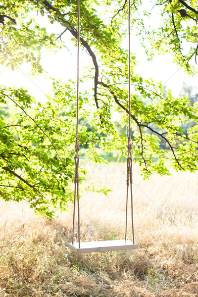 Foto stock: Balançar · cordas · grande · árvore · primavera · grama