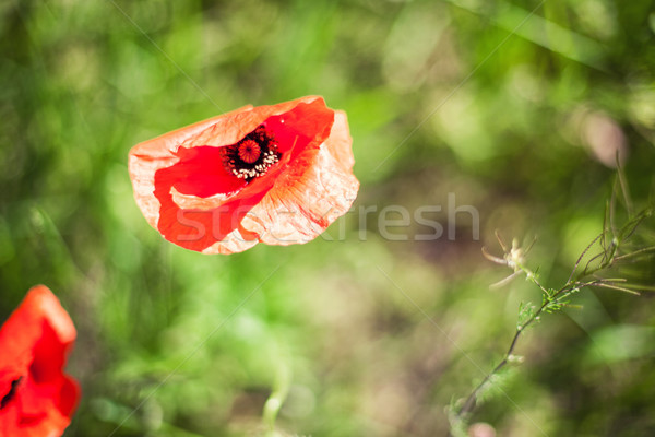 Campo belo florescimento vermelho flor Foto stock © FotoVika