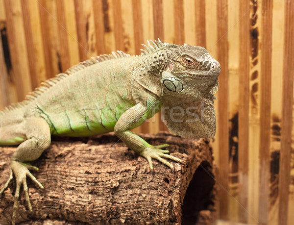 Fotografia duży jaszczurka posiedzenia piękna zoo Zdjęcia stock © FotoVika