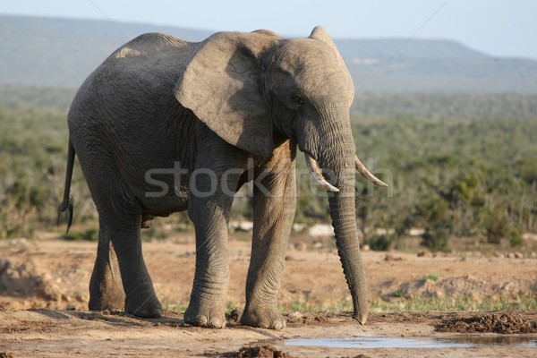 African Elephant at Waterhole Stock photo © fouroaks