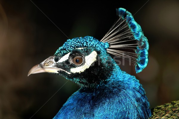 Peacock Portrait Stock photo © fouroaks