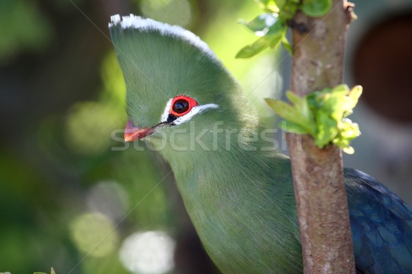 Knysna Loerie or Tureco Bird Stock photo © fouroaks