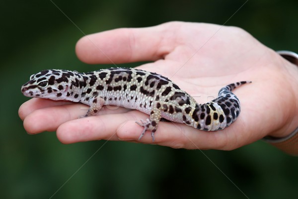 Schönen Leoparden gecko Wüste Fett Schwanz Stock foto © fouroaks