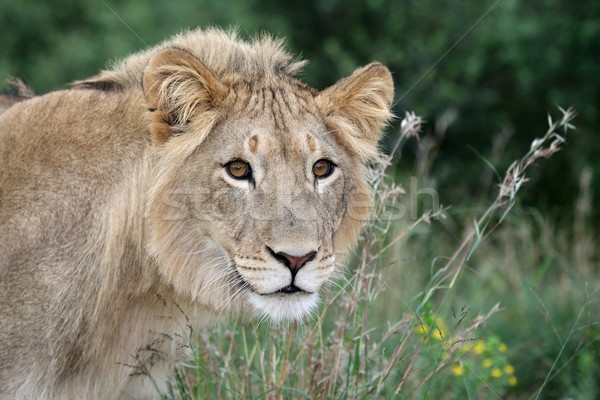 Stockfoto: Leeuw · wild · lang · gras · staren · kat