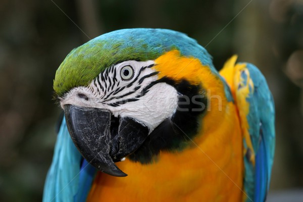 Macaw Parrot Portrait Stock photo © fouroaks