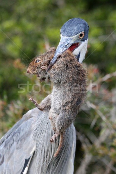 Heron Bird with Rat in Beak Stock photo © fouroaks