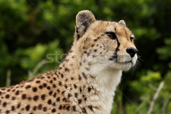 Cheetah portret wild kat afrika snelheid Stockfoto © fouroaks