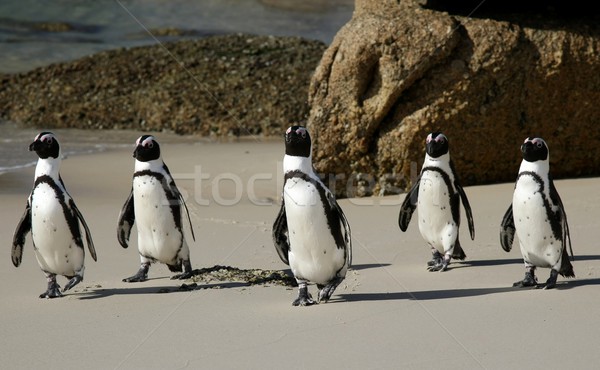 African Penguins Stock photo © fouroaks
