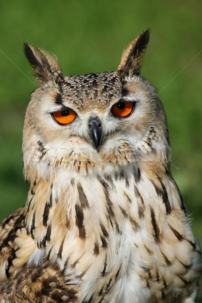 Great Horned Owl Stock photo © fouroaks