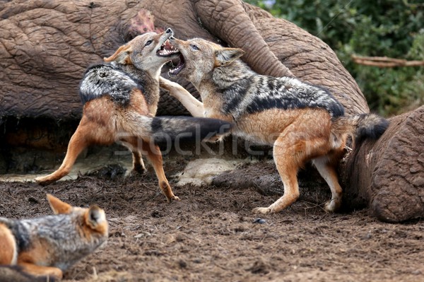 Jackal Fight Stock photo © fouroaks