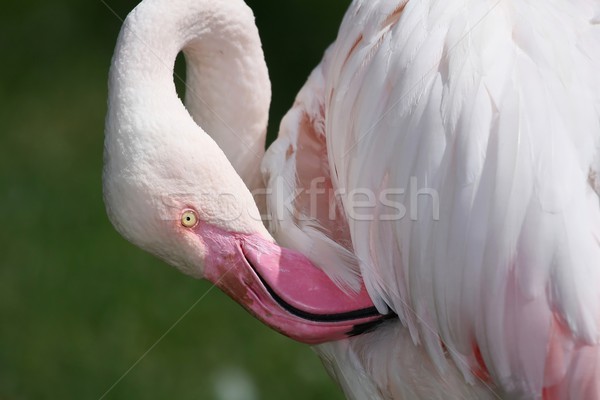 Stock photo: Pink Flamingo