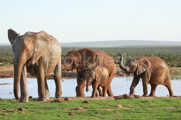 Elephants at Waterhole Stock photo © fouroaks