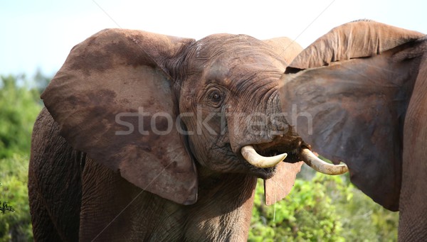 Afrikai elefánt agresszió kettő férfi afrikai elefántok Stock fotó © fouroaks