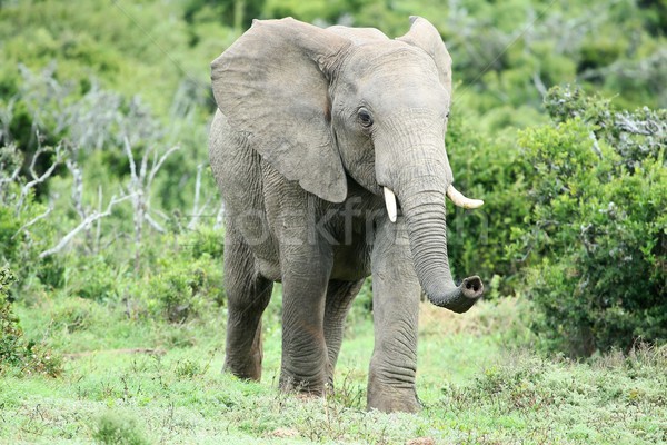 African Elephant Smelling Stock photo © fouroaks