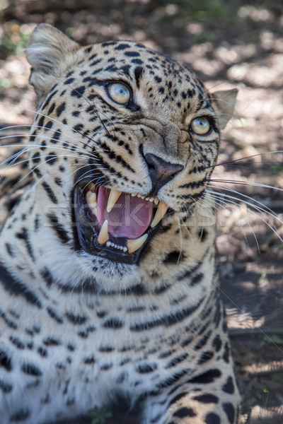 Snarling Leopard with Huge Teeth Stock photo © fouroaks