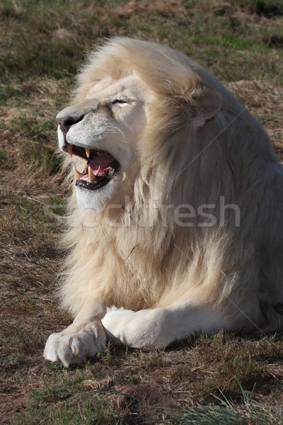 White Lion Male Stock photo © fouroaks