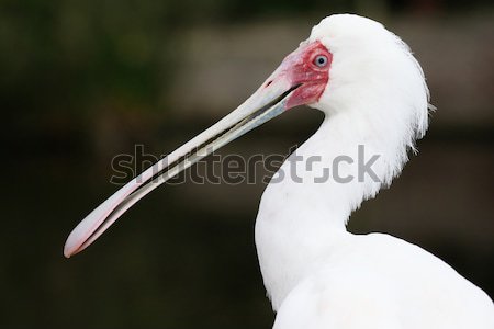 Spoonbill Bird Stock photo © fouroaks