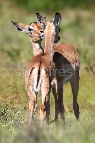 Baby Impala Antelope Stock photo © fouroaks