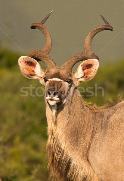 Male Kudu Antelope with Long Horns Stock photo © fouroaks